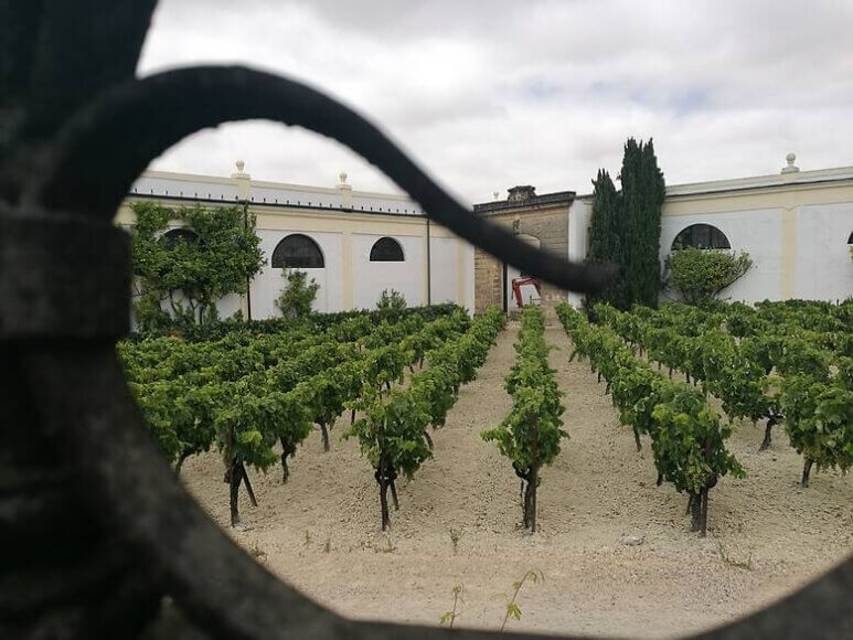 Sherry-Wein in Jerez de la Frontera