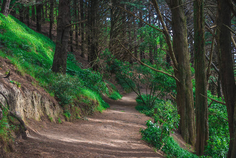 Waldspaziergang bei Wellington in Neuseeland