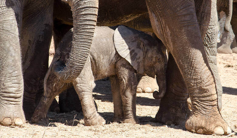 Elefantenbaby in Südafrika