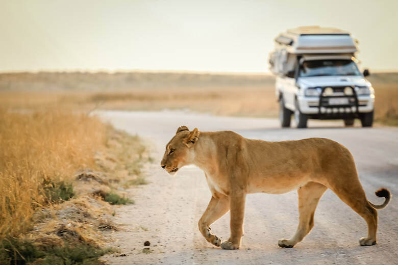 Allrad-Camper in einem Safari-Park mit einem Gepard im Vordergrund 