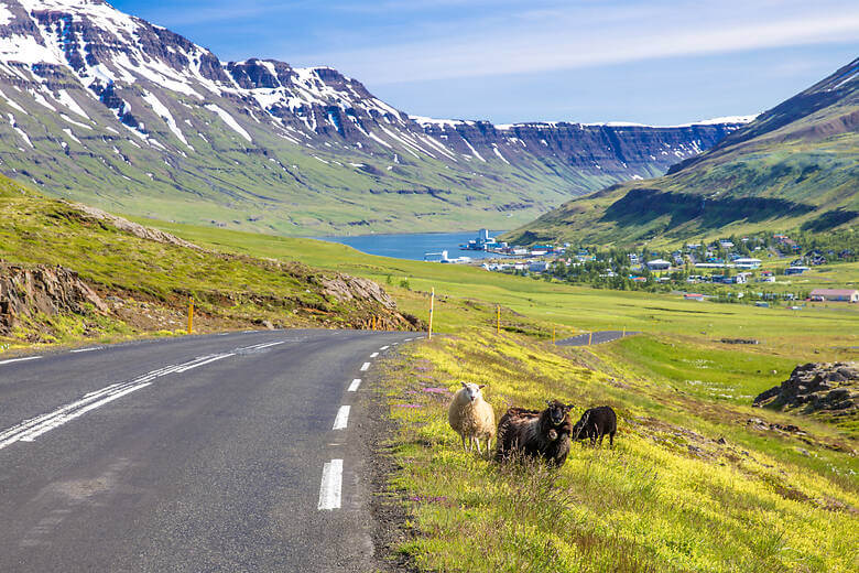 Schafe an den Ostfjorden in Island