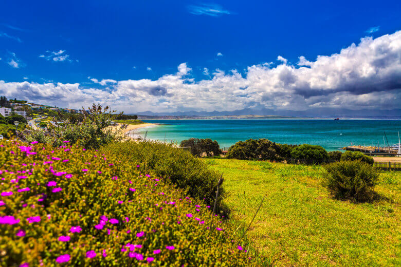 Blumen und Strand an der Mossel Bay in Südafrika
