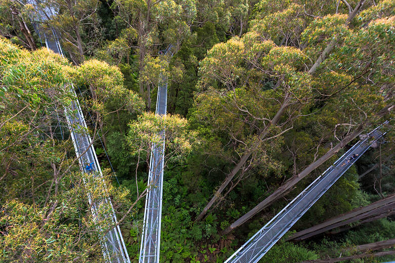 Baumwipfelpfad im Great-Otway-Nationalpark in Australien