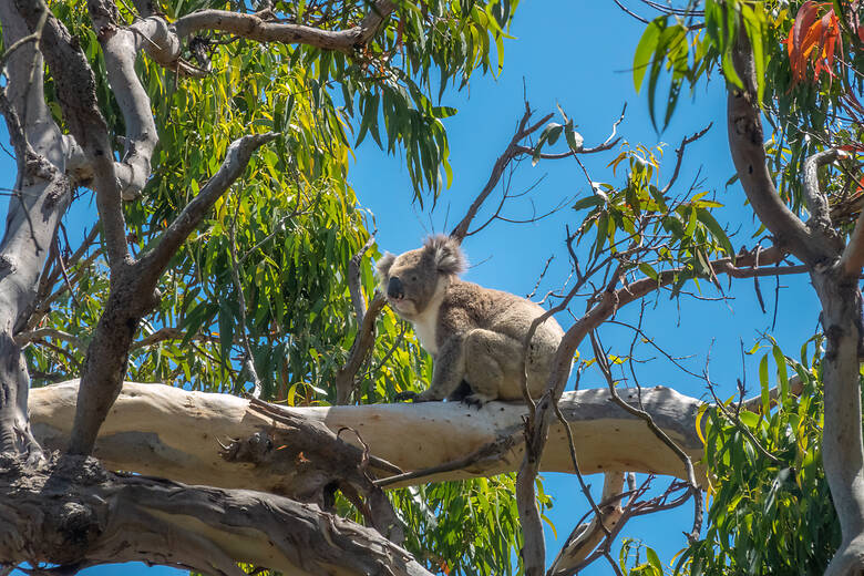 Kolana in den Bäumen in Australien