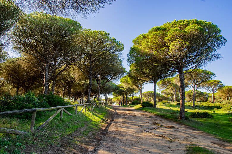 Pinien in Andalusien in einem Naturpark