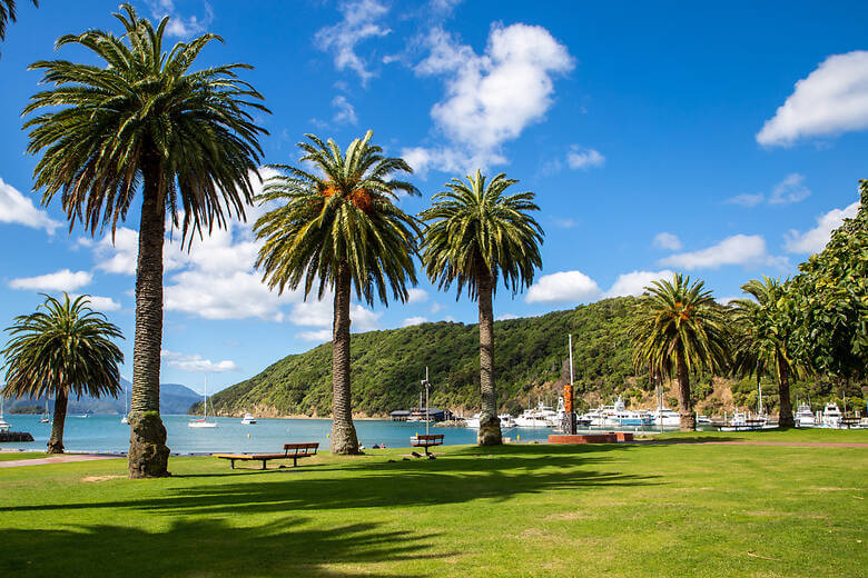 Palmen in der Hafenstadt Picton in Neuseeland