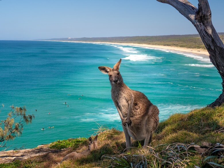 Könguru im Osten von Australien am Meer