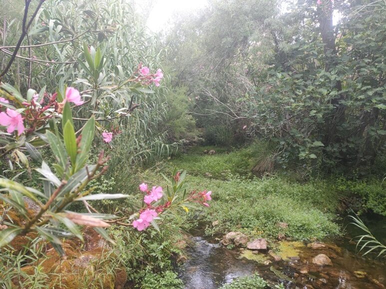 Naturpark im Inland der Algarve