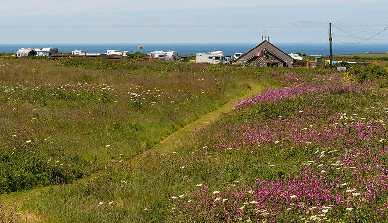 Wohnmobile stehen auf einer Blumenwiese in Cornwall am Meer