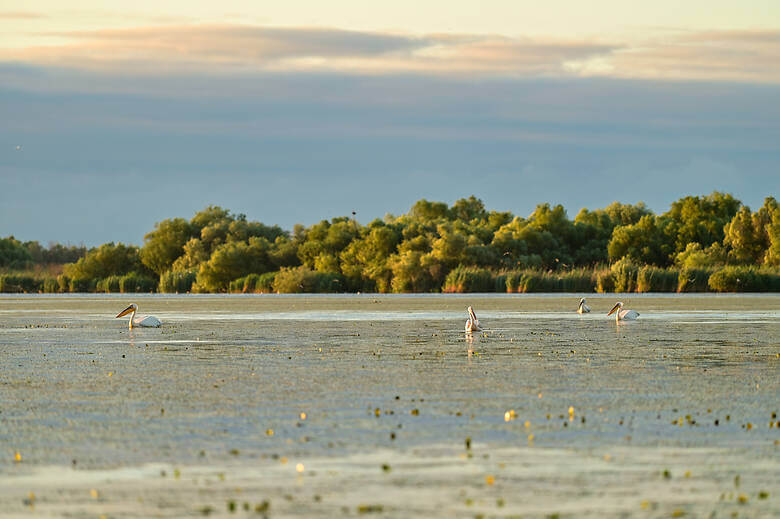 Pelikane im Donaudelta bei Sonnenuaufgang