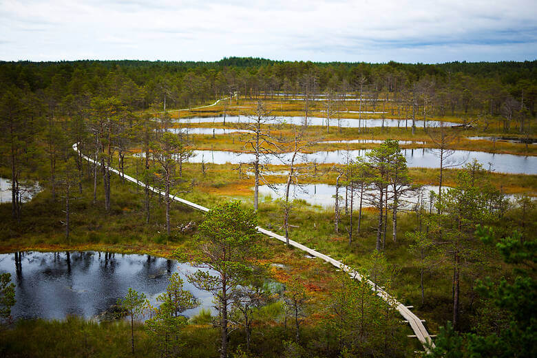 Moorlandschaft im Lahemaa-Nationalpark in Estland 