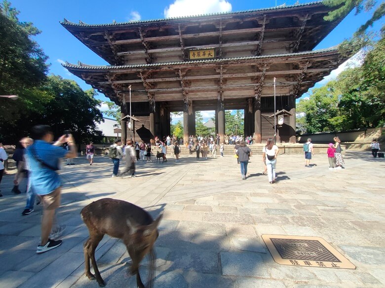 Wildes Reh und Schreintor in Nara