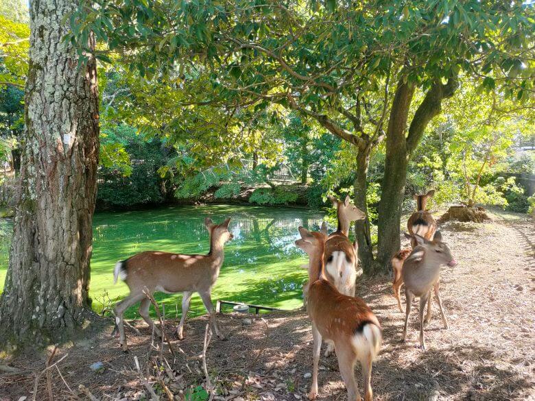 Rehe in Nara an einem Teich