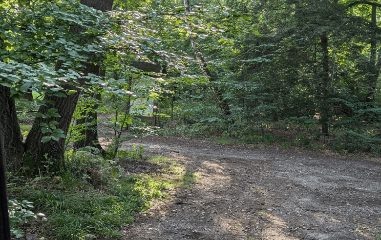 Stellplatz für Camper mitten in einem Wald 