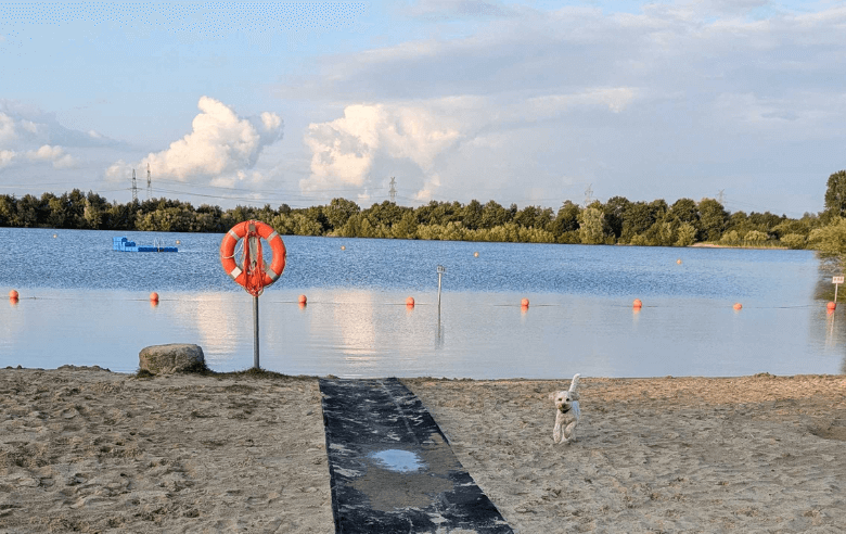 Hund an einem Baggersee in Norddeutschland 