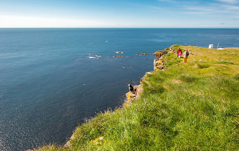 Papageientaucher und Wanderer an den Klippen in Island 